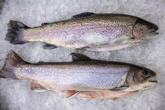 Frischer Fisch