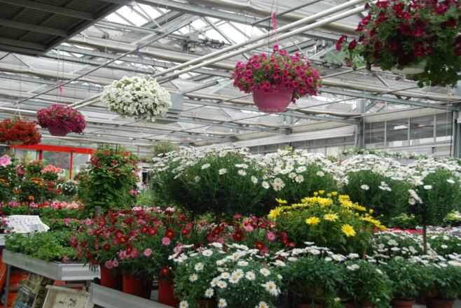 Blumenmeer