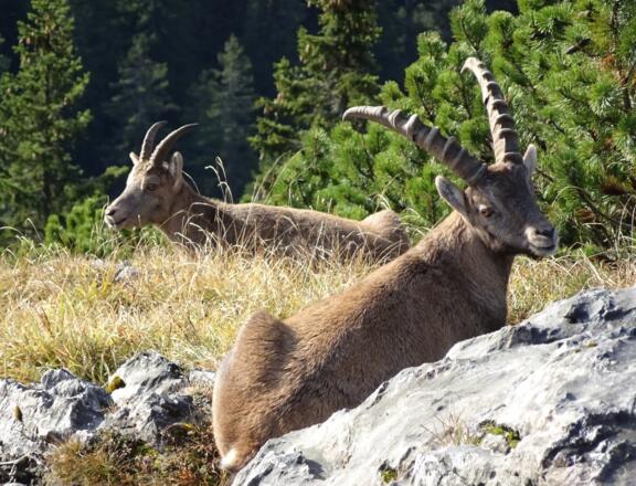 Benewand-Steinböcke beim Sonnenbad