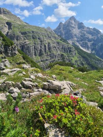 Hochvogel