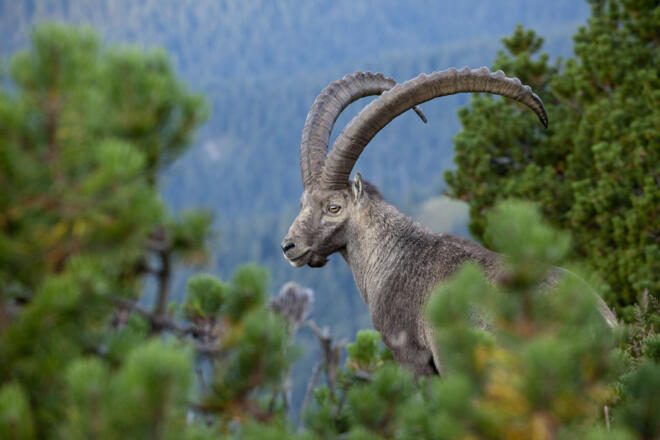 Steinbock an der Benediktenwand