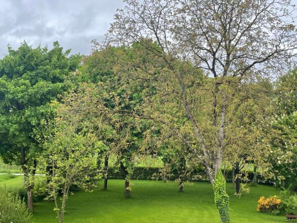 Entspannen unter den großen Bäumen