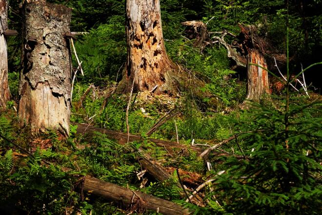 Wilder Wald
