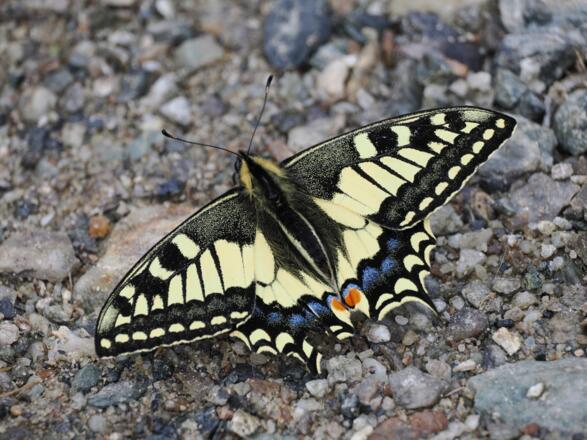 Was für eine Pracht: ein Schwalbenschwanz