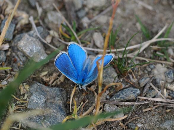 Blauer geht wohl nicht mehr. Soooo wunderschön!