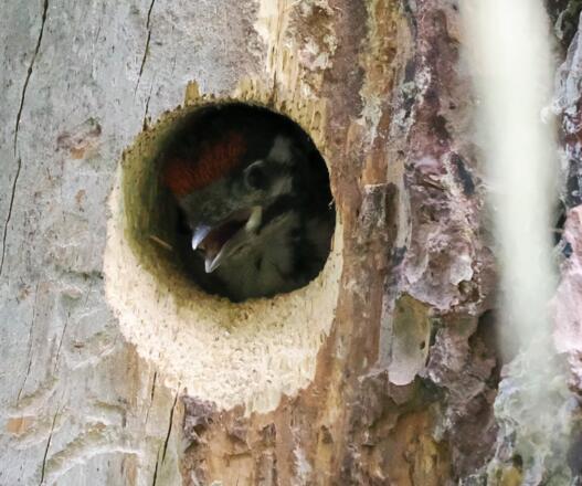 Ein junger Buntspecht erwartet lautstark die nächste Fütterung