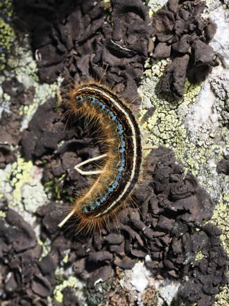 Was für ein Falter wird aus dieser wunderschönen Raupe wohl mal schlüpfen?