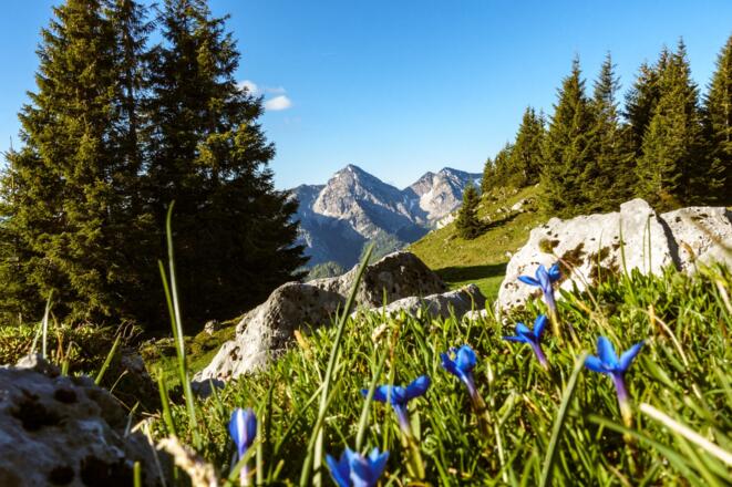 Inzeller Kienberg/Streicher