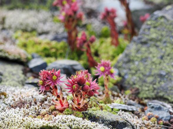 Der Hauswurz blüht bereits