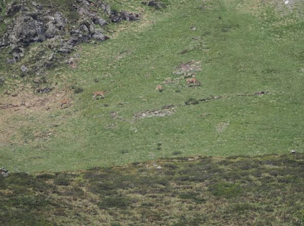 Auch Hirschkühe mit einem Kalb sind unterwegs