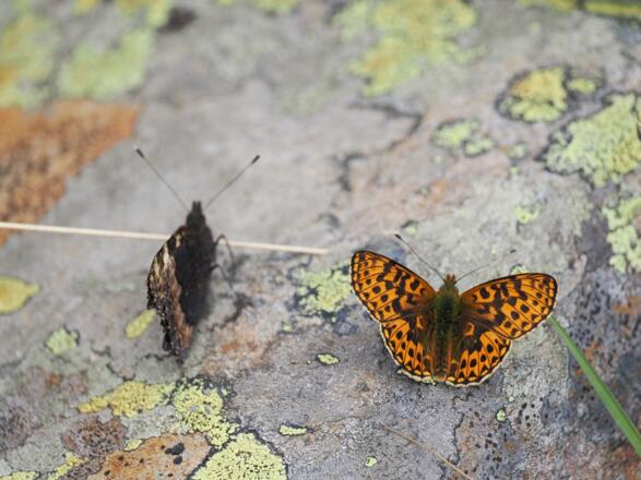 Die Falter warten auf die wärmenden Sonnenstrahlen