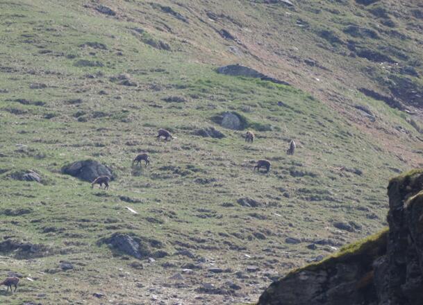 Gämsen waren auch einige zu entdecken
