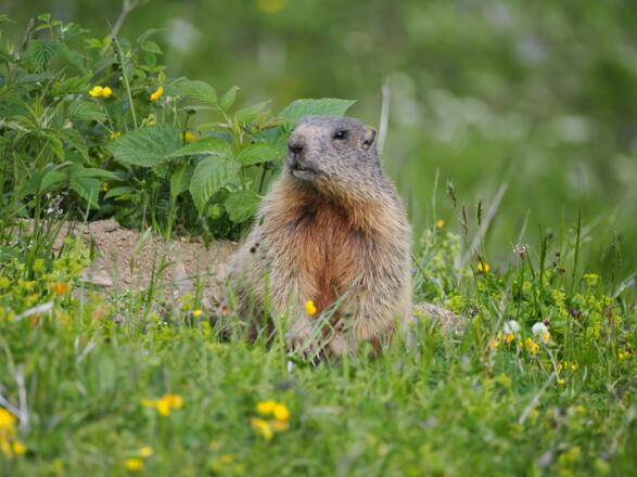 Auch zum Abschluß noch ein schönes Murmeltier aus der Nähe