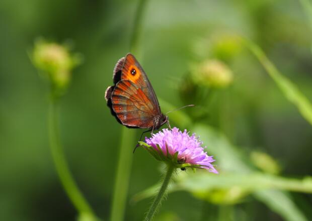 Wunderschöner Mohrenfalter
