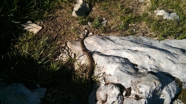 Vorsicht Kreuzotter!