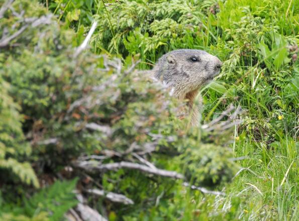 &quot;Ich hoffe er sieht mich nicht&quot;...
