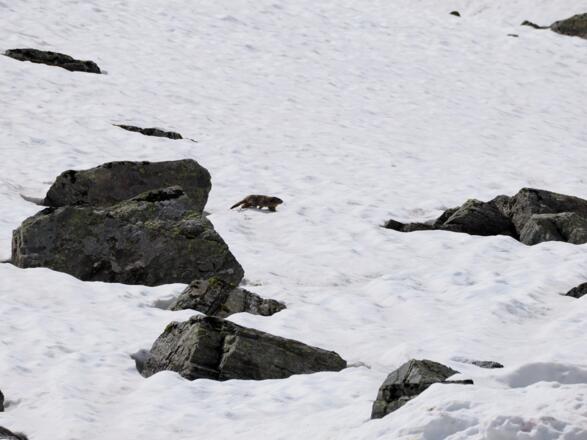 Höher oben warten die Murmeltiere sehnsüchtig auf den Frühling