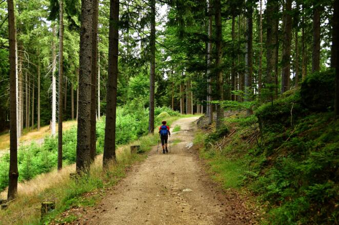 Auf dem Forstweg nach Schlamperlstatt