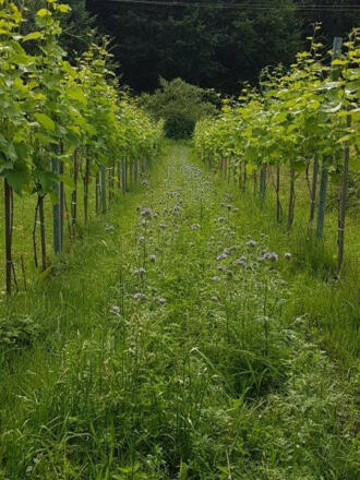 Weingut 2H, Alter Schafsberg 2021, mit Phacelia als Grünstreifen