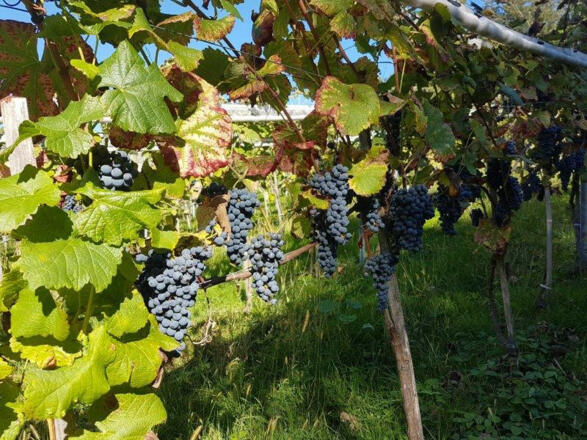 Cabernet Carol, Alter Schafsberg 2022, Weingut 2H