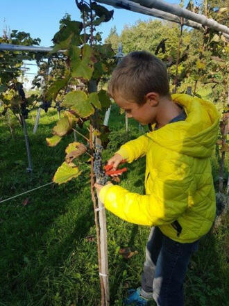 Der Jungwinzer nimmts ganz genau - Weinlese 2022, Weingut 2H