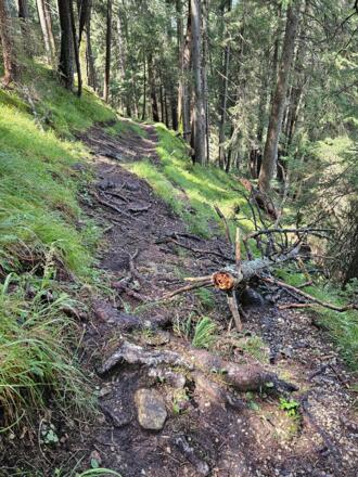 Talersteig mit typischen Wurzelwerk und Steinen (mittelschwer)