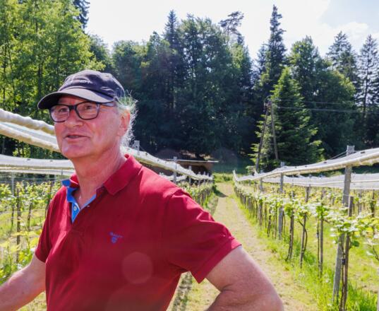Wingertführung Alter Schafsberg, Weingut 2H