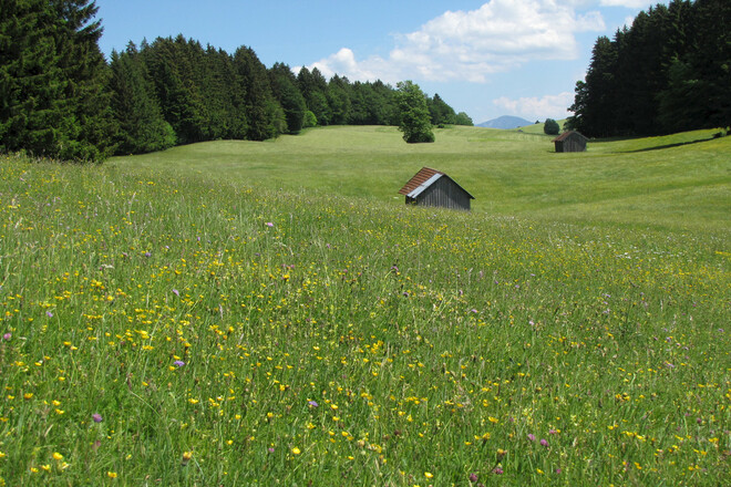 Wanderung - Ammer 1 Rundweg