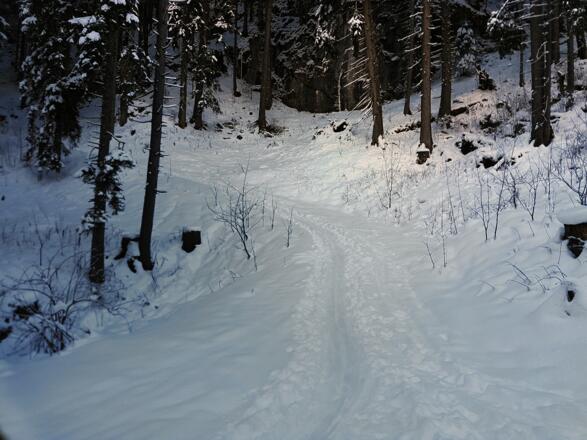 Hier zweigt unser Weg links von der klassischen Aufstiegsroute ab. Eine Spur führt deutlich einen schmalen Waldweg hinauf