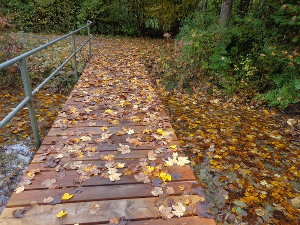 Kleine Brücke in der Föhrenheide