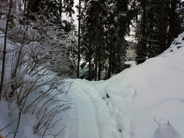 Spur im Wald