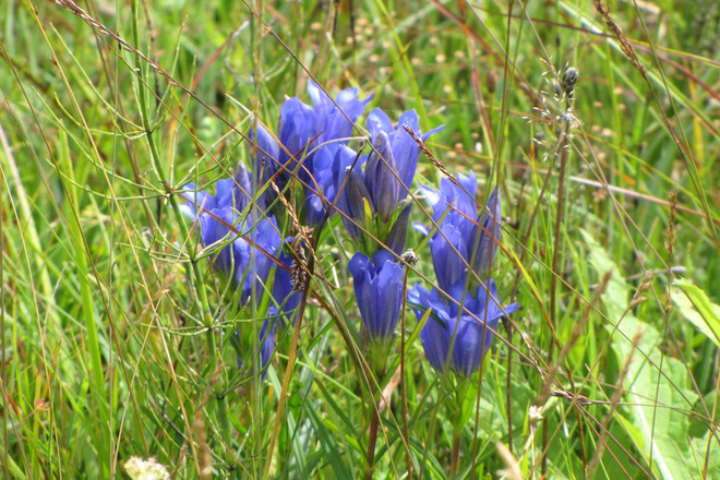 Wanderung - Haselbachweg - Lungenenzian am Wegesrand