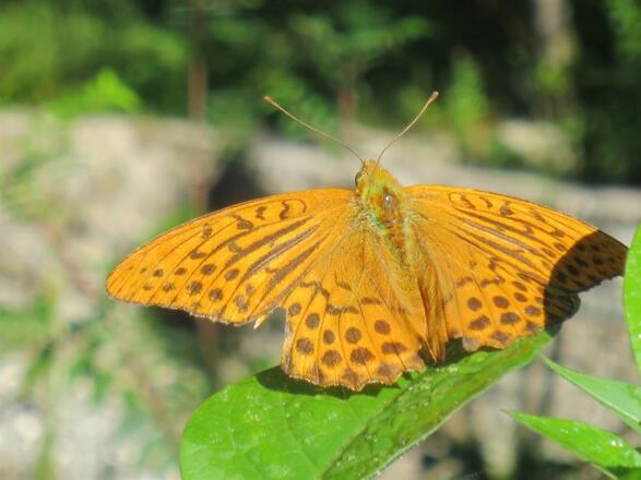 Frühling am Haus - Hans-Peters Käshütte
