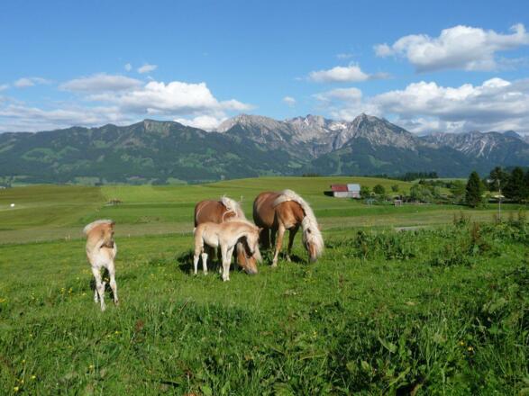 Unsere Haflinger