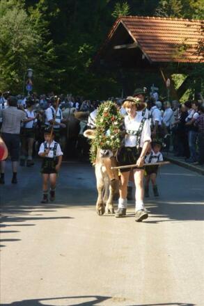 Viehscheid - Almabtrieb im Allgäu