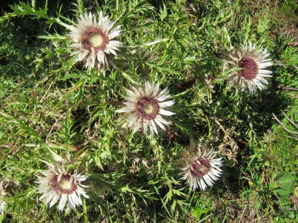 Silberdistel - Herbstblume im Allgäu