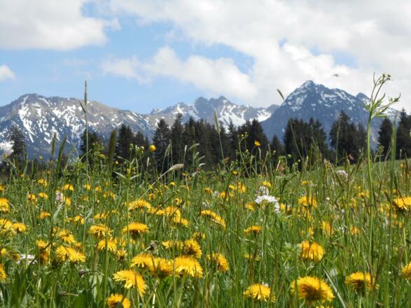 Alpen mit Löwenzahnwiese