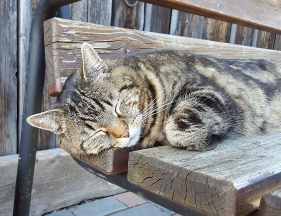 Kater Eros