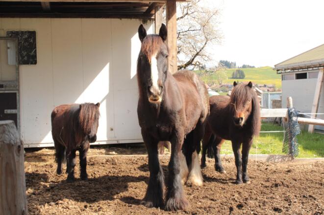 unsere "Pony-WG"