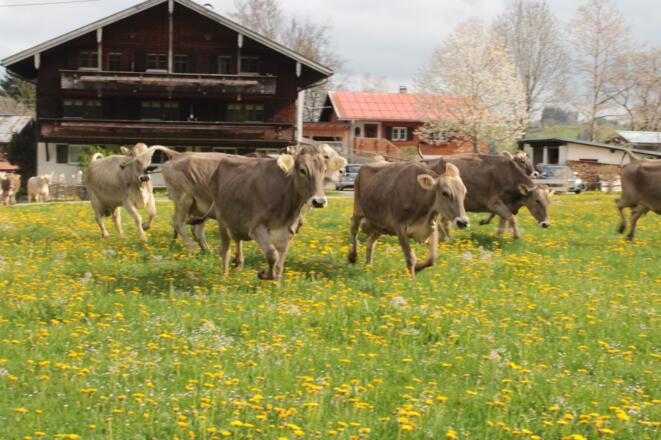 Kuhaustrieb im Frühling