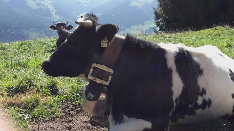 Entspannung am Berg