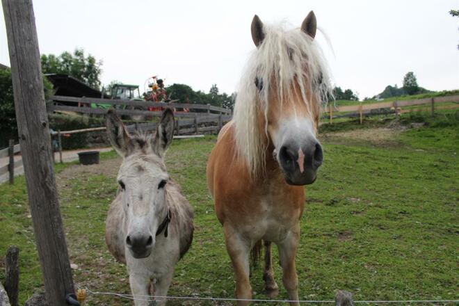 Nino und Beppo