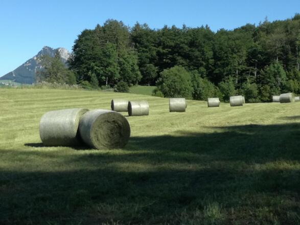 Wiese hinterm Haus