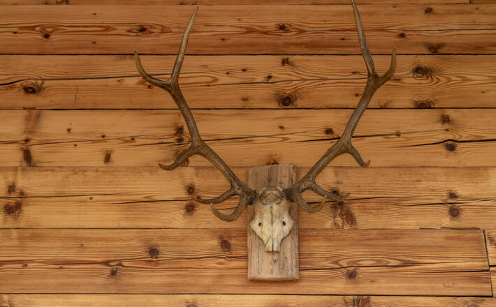 Ein Hirschgeweih am Ahornkaser