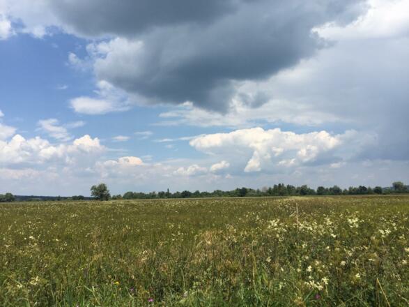 Ammermoos Vogelschutzgebiet