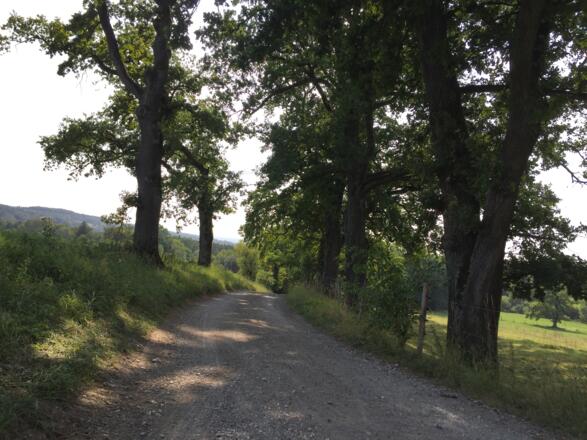 Nach Ettenhofen, steil für Handbiker