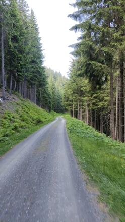 Entspanntes Graveln im Wald