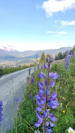 Blumenpracht am Bibert