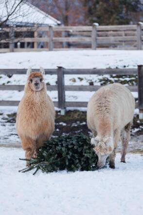 Wintersnack
