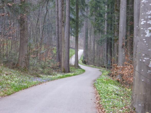 immer wieder bergauf/bergab nach Kaltenbrunn